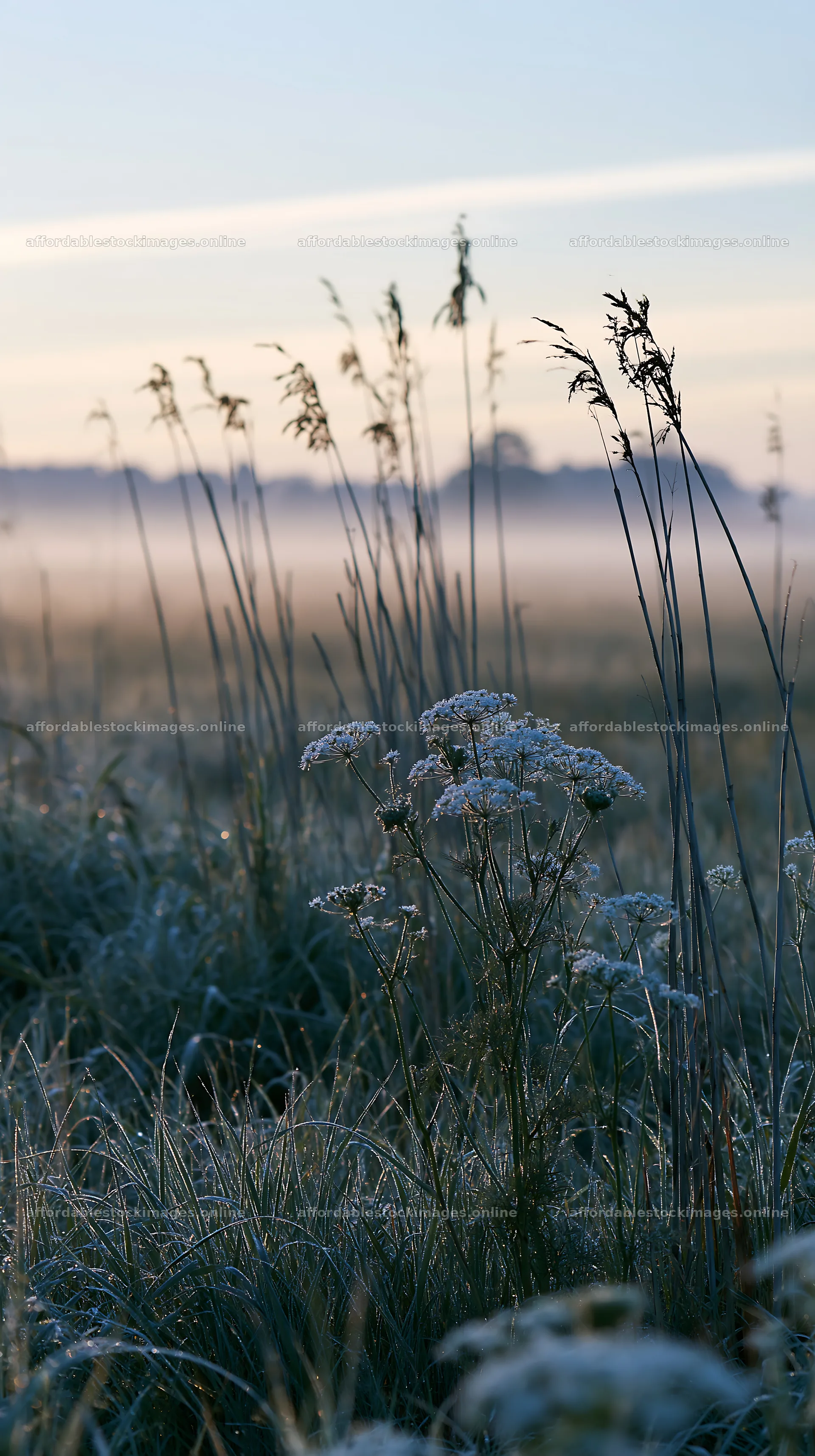 Reeds and flowers in a Shiga wetland meadow at dawn – stock images 5938x10608