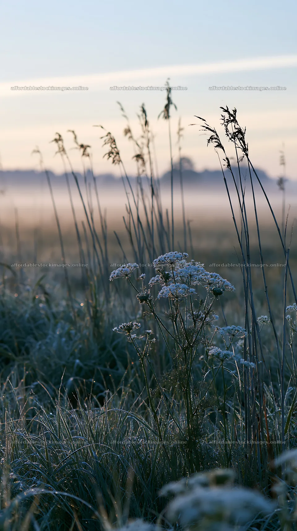 Reeds and flowers in a Shiga wetland meadow at dawn – stock images 5938x10608