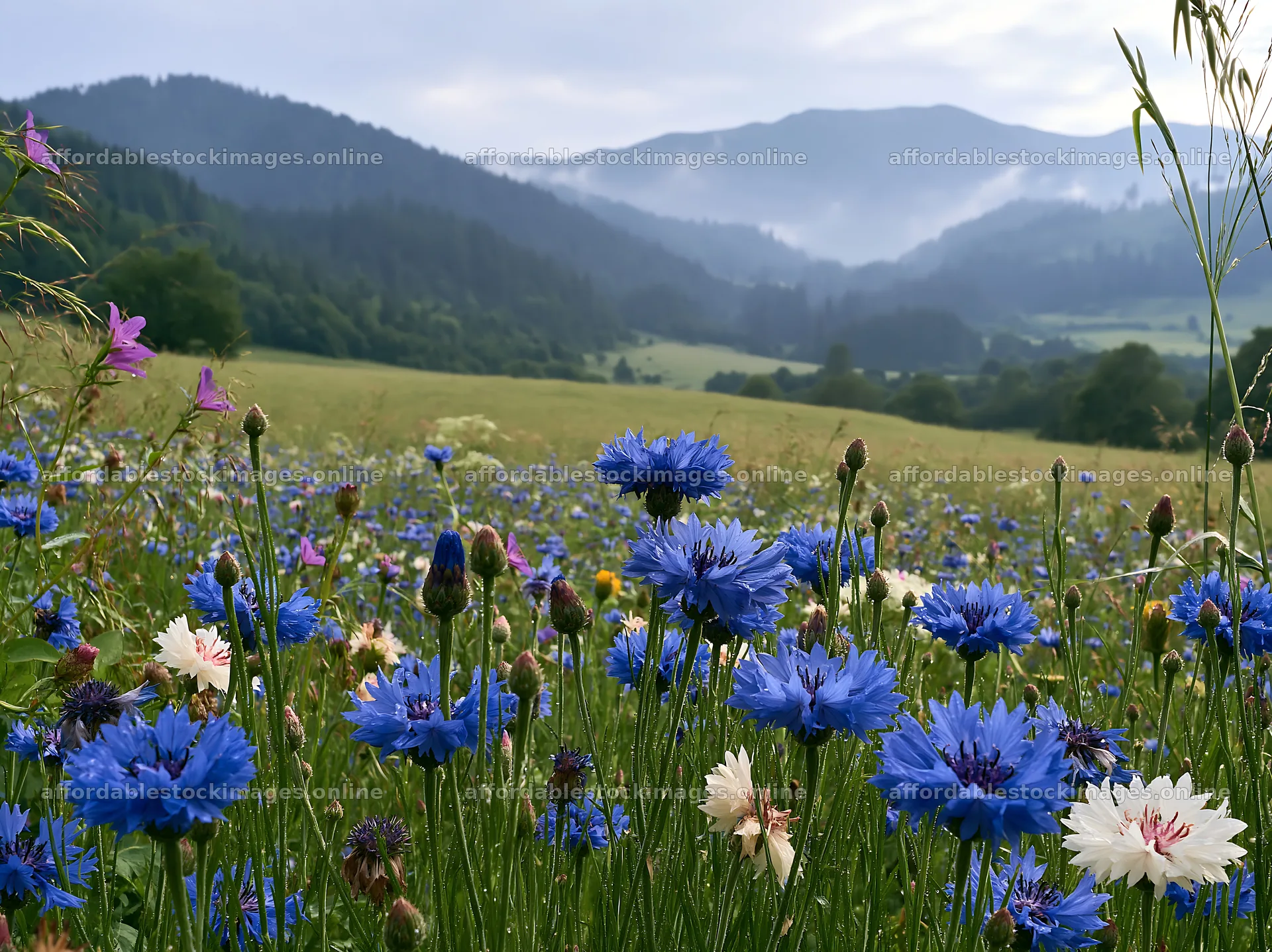Slovak meadow with wildflowers across Carpathian valley – stock images 9174x6866