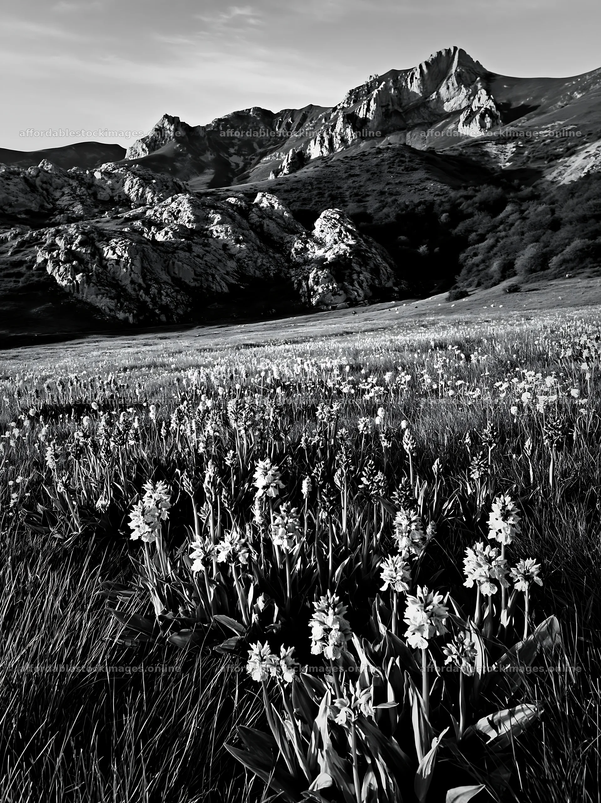 Colorful orchid meadow with mountains in the background – stock images 6866x9174