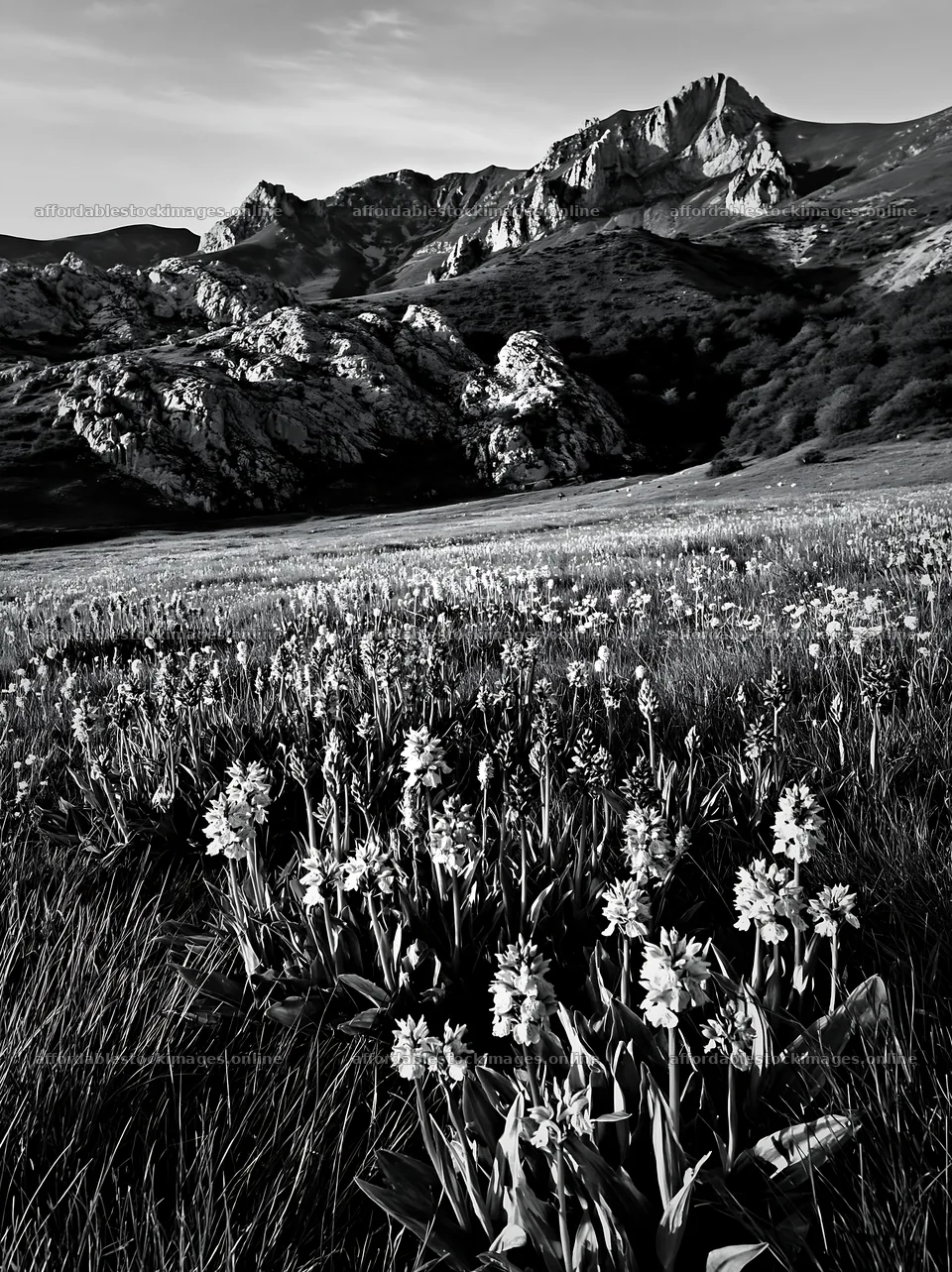 Colorful orchid meadow with mountains in the background – stock images 6866x9174