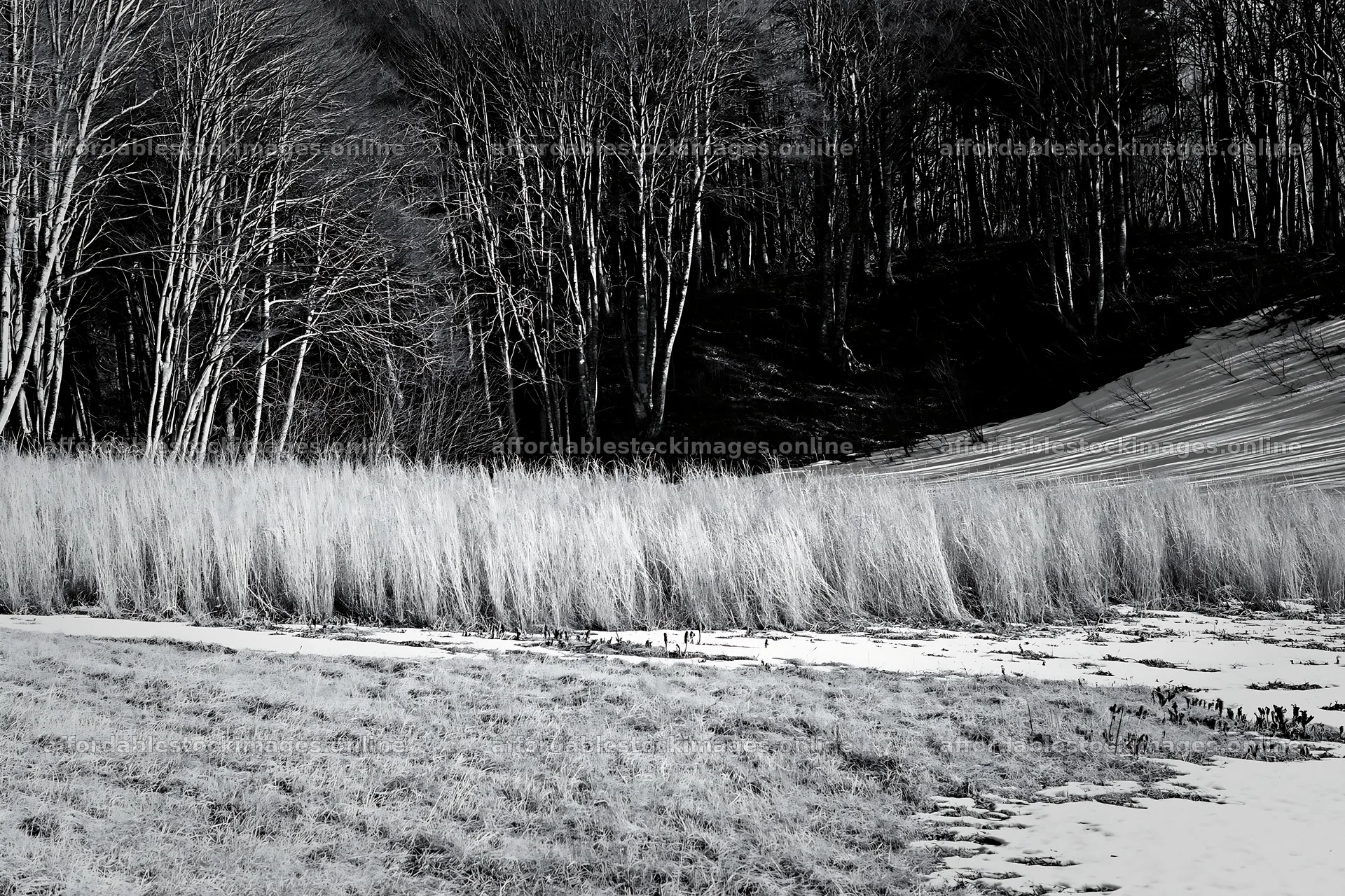 Akita snowmelt meadow with silver grasses and tree line – stock images 9722x6480