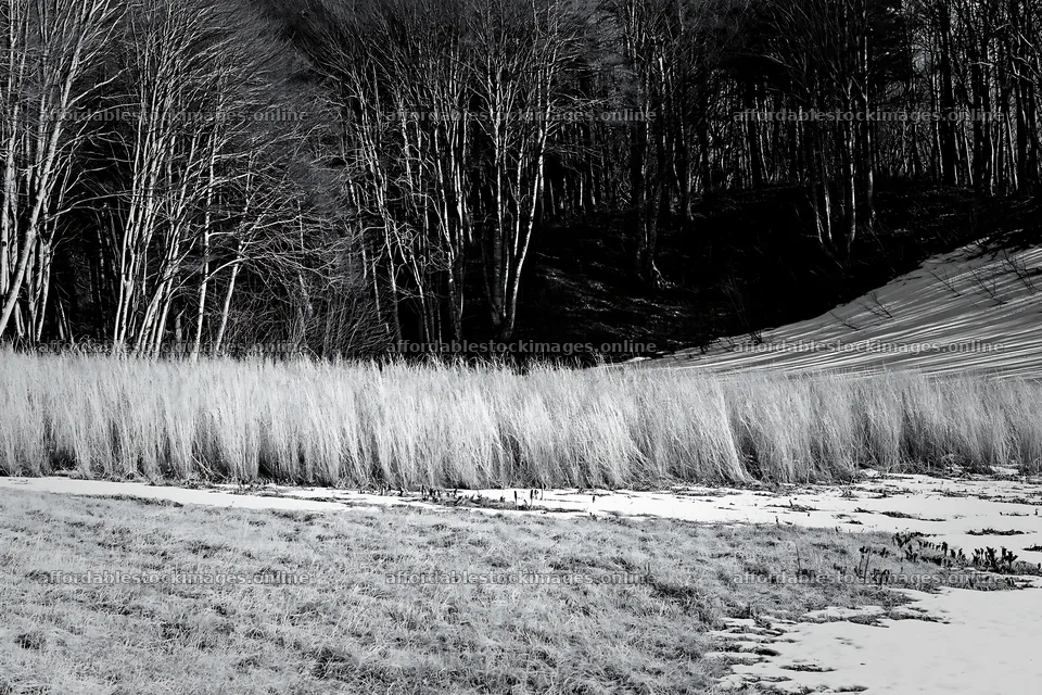 Akita snowmelt meadow with silver grasses and tree line – stock images 9722x6480
