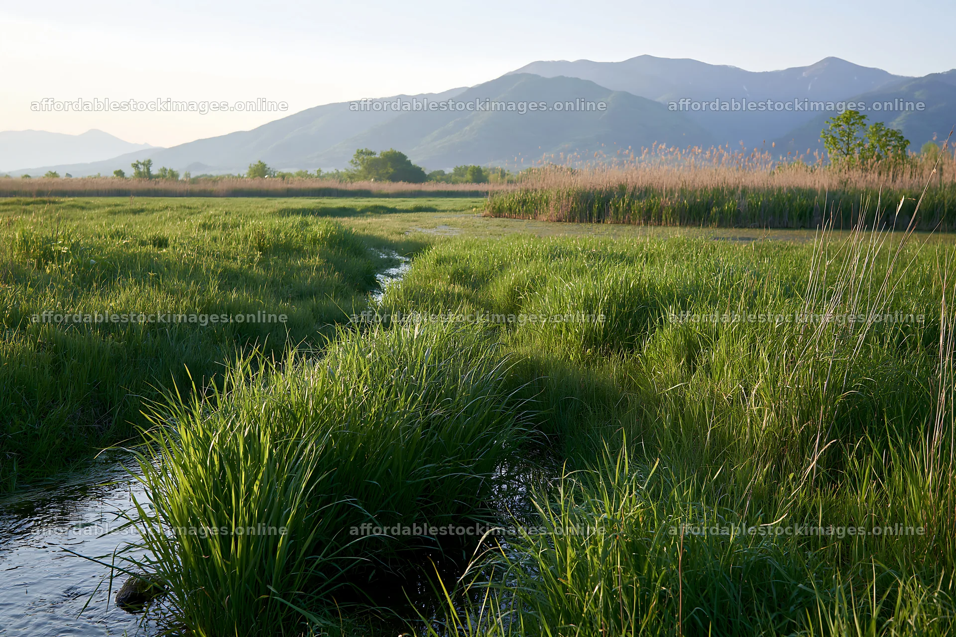 Shiga wetland meadow climate adaptation reeds in morning light – stock images 9722x6480