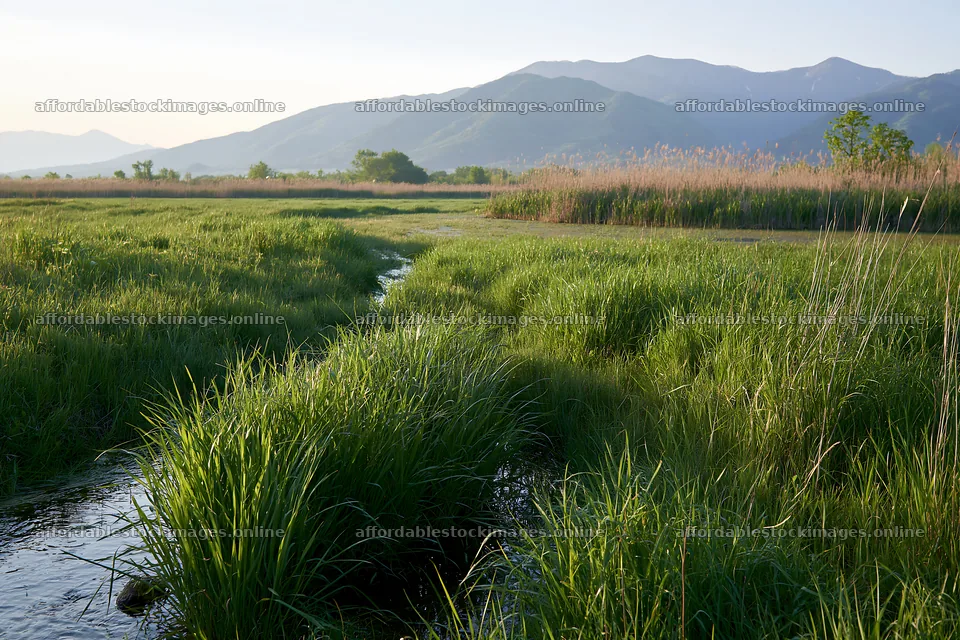Shiga wetland meadow climate adaptation reeds in morning light – stock images 9722x6480