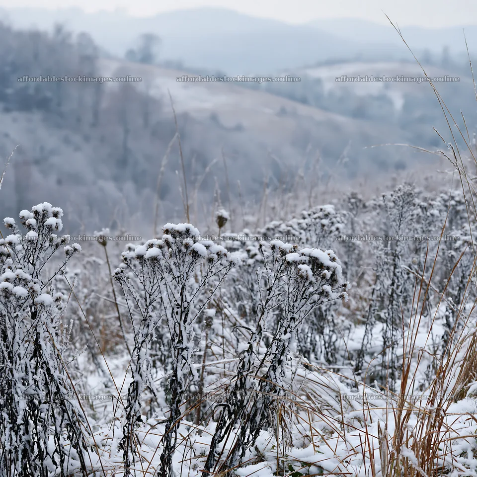 Snowy foothill meadow with frosted plants and distant hills – stock images 7938x7938