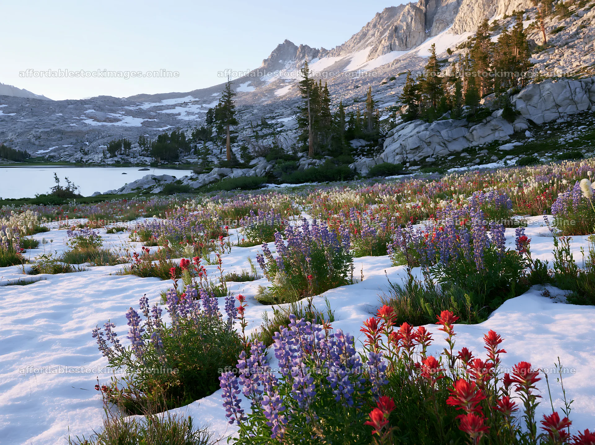 Snowy lakeside meadow with flowers and mountains in the – stock images 9174x6866