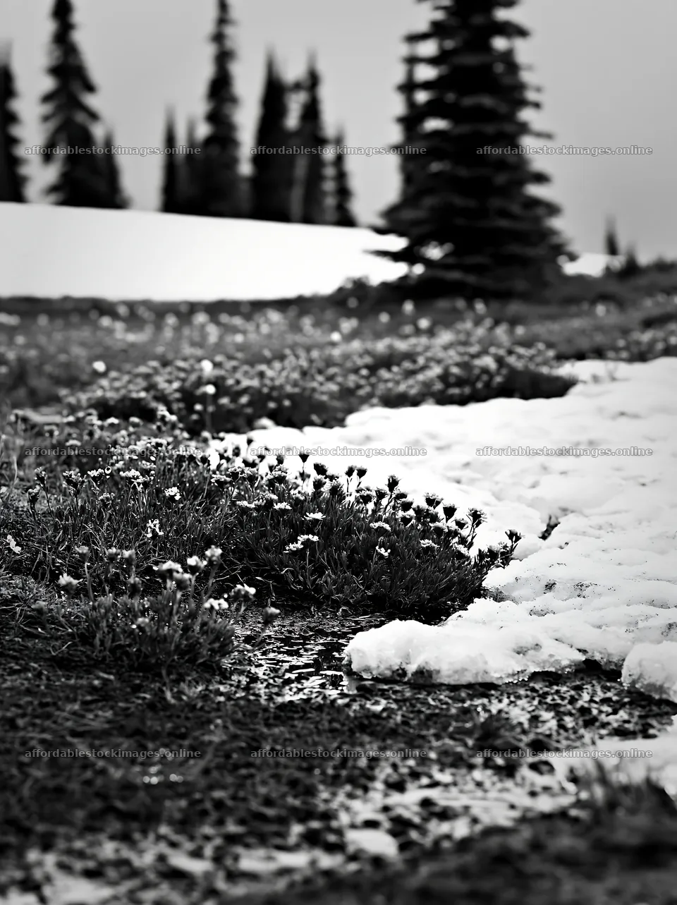 Snowmelt reveals meadow with flowers and trees in winter – stock images 6866x9174