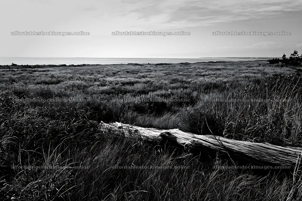 Chiba coastal climate meadow with driftwood and sea view – stock images 9722x6480
