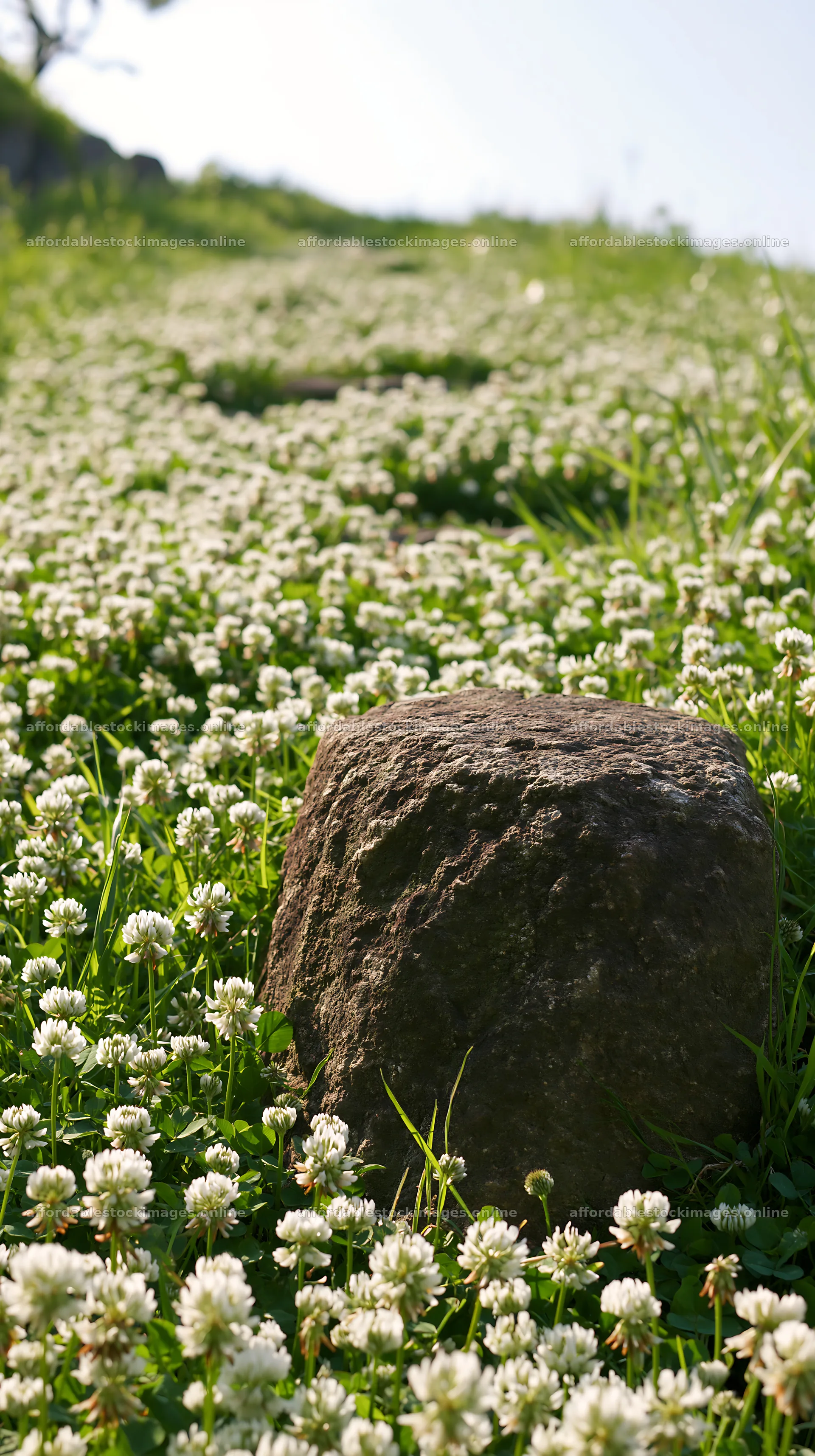 Kyoto spring wildflower meadow stone foreground – stock images 5938x10608