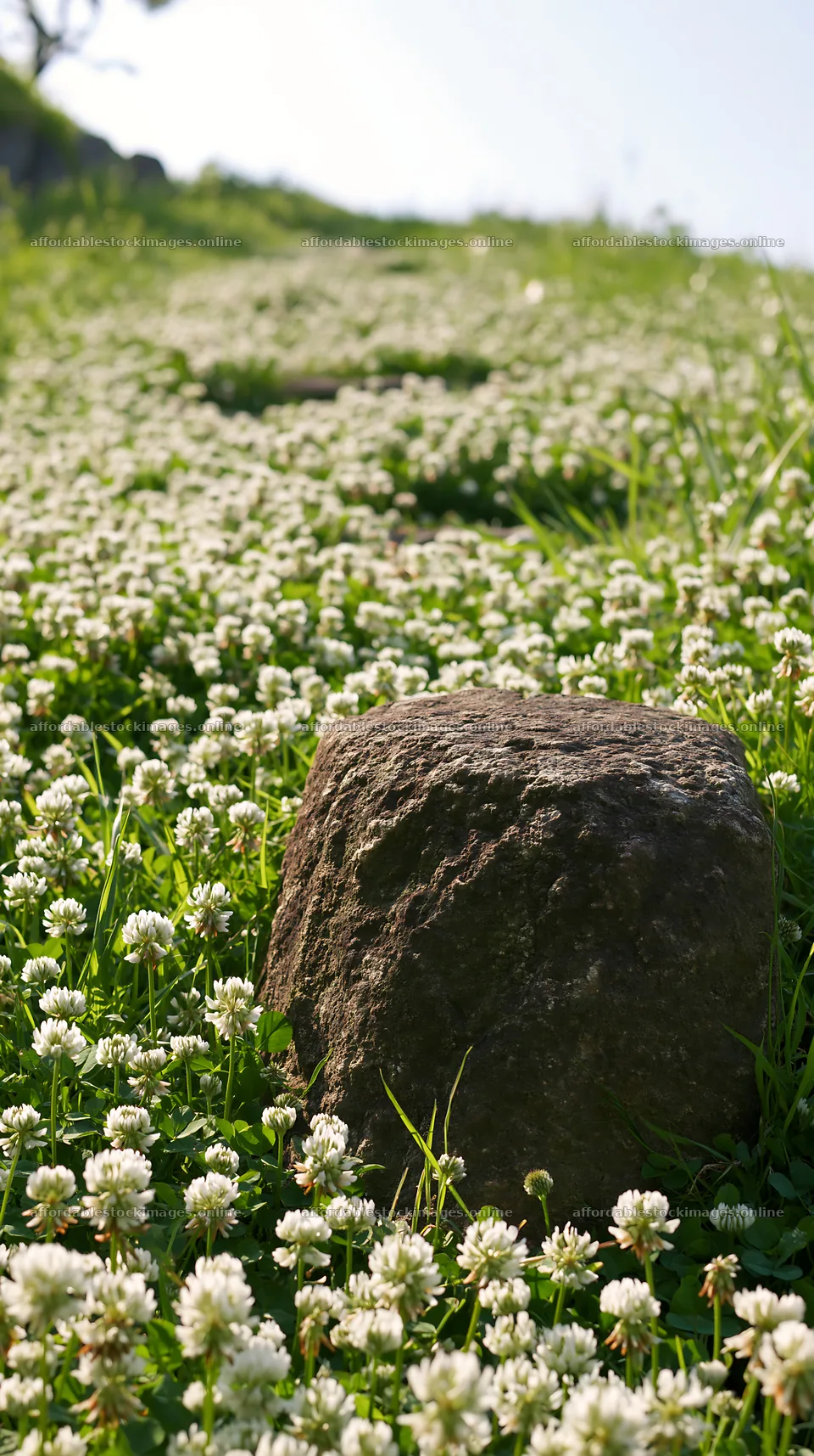 Kyoto spring wildflower meadow stone foreground – stock images 5938x10608