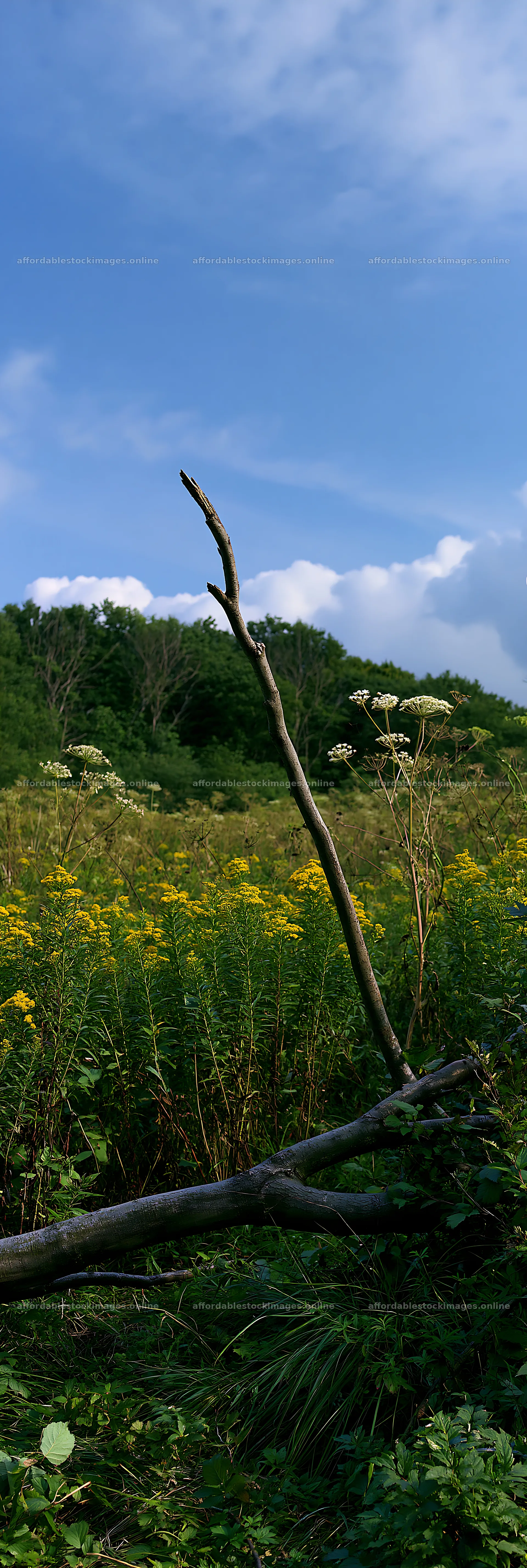 Yamagata rewilded meadow fallen branch in bright landscape – stock images 4602x13690