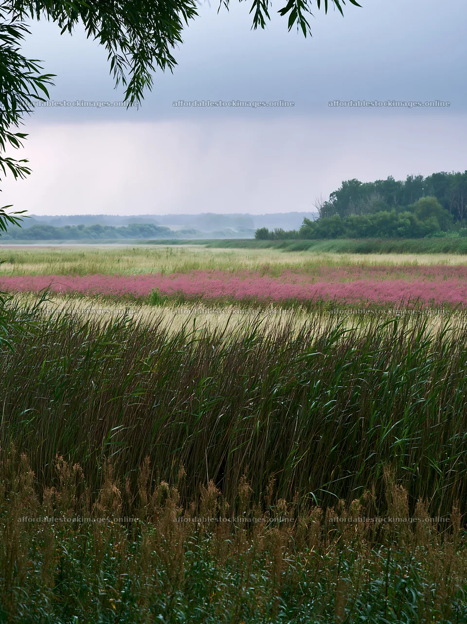 Saga floodplain meadow with reed foreground in natural setting – stock images 6866x9174