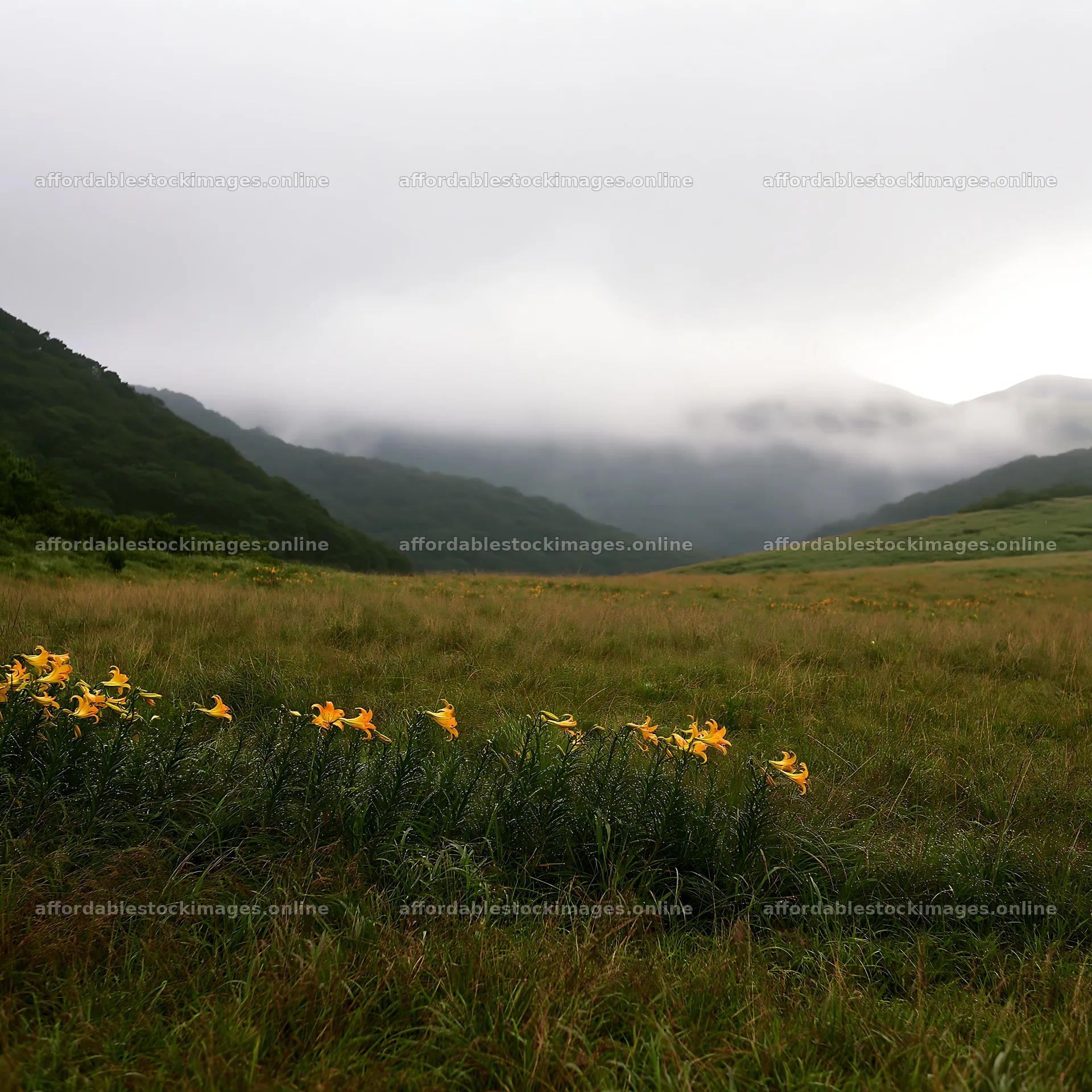 Rainwashed meadow with yellow flowers in a misty valley – stock images 7938x7938