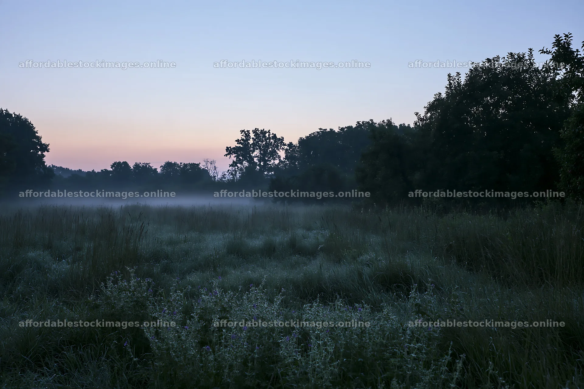 Morning fog in an orchard meadow at dawn – stock images 9722x6480