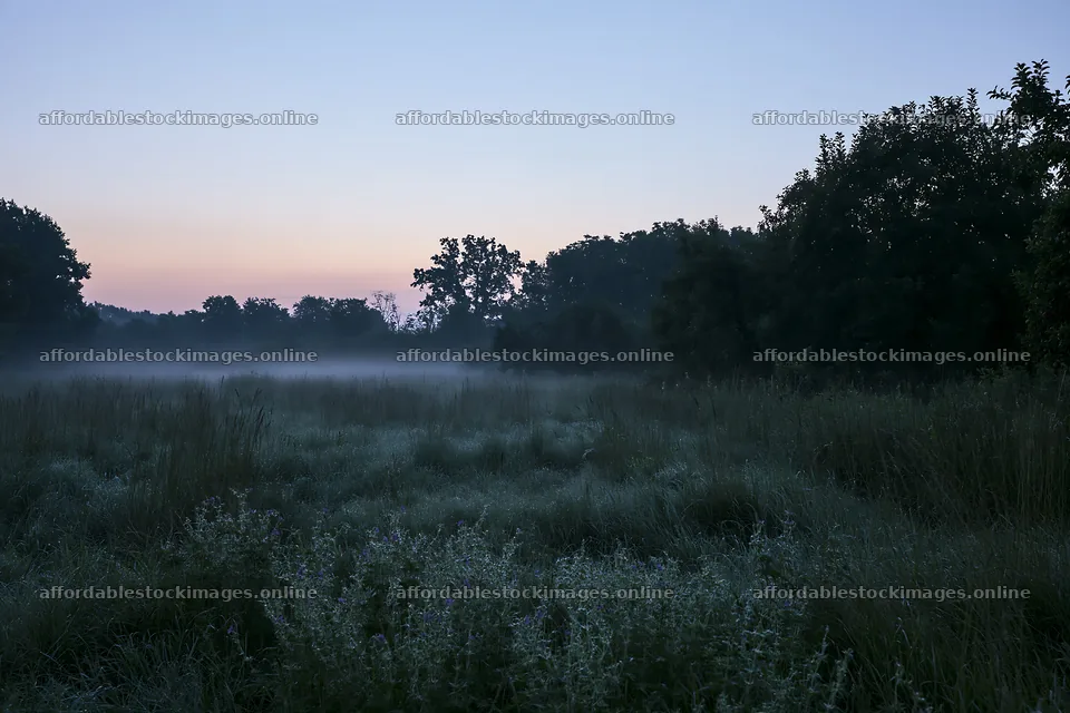 Morning fog in an orchard meadow at dawn – stock images 9722x6480