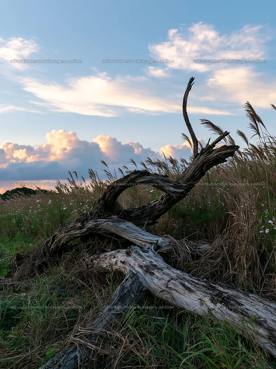 Chiba coastal climate meadow with driftwood in the foreground – stock images 6866x9174