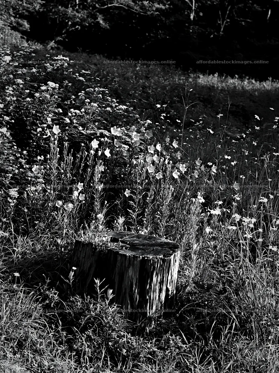 Fukushima native meadow with weathered stump – stock images 6866x9174