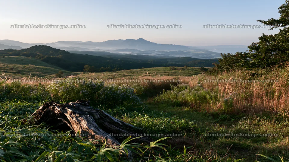 Fukushima native meadow with weathered stump – stock images 10608x5938