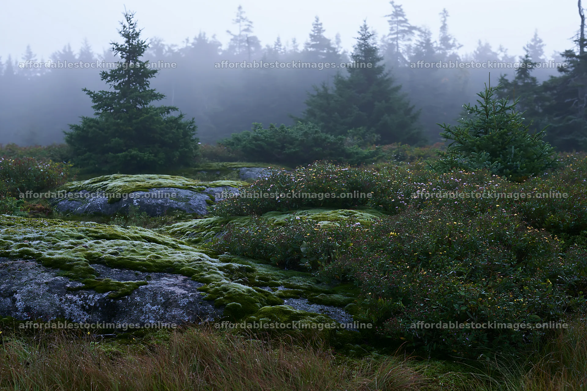 Mossy boulder meadow with foggy forest in the background – stock images 9722x6480