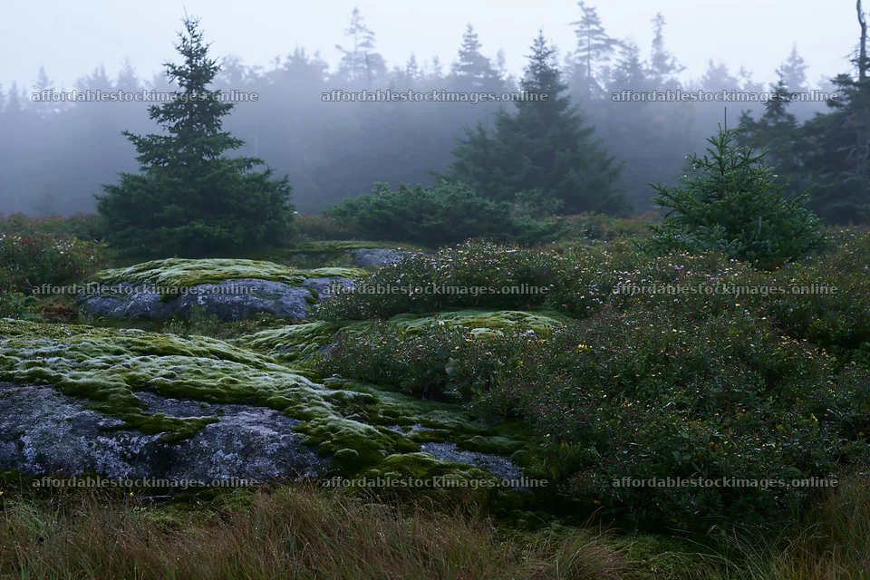 Mossy boulder meadow with foggy forest in the background – stock images 9722x6480