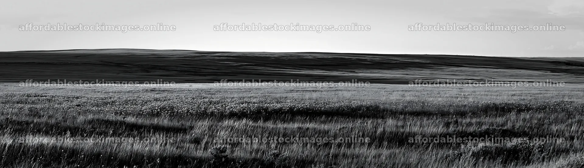 Violet knapweed meadow in black and white landscape – stock images 14762x4268