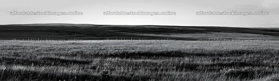 Violet knapweed meadow in black and white landscape – stock images 14762x4268