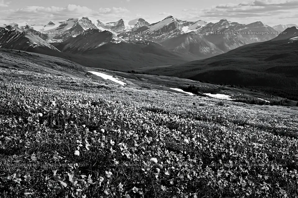 Banff meadow with snowy Rocky Mountains landscape – stock images 9722x6480