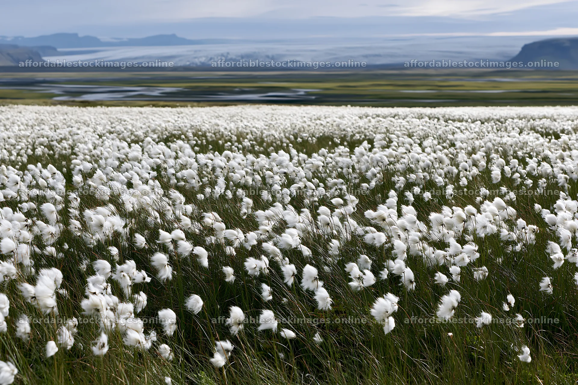 Cottongrass meadow glow with mountains in the background – stock images 9722x6480