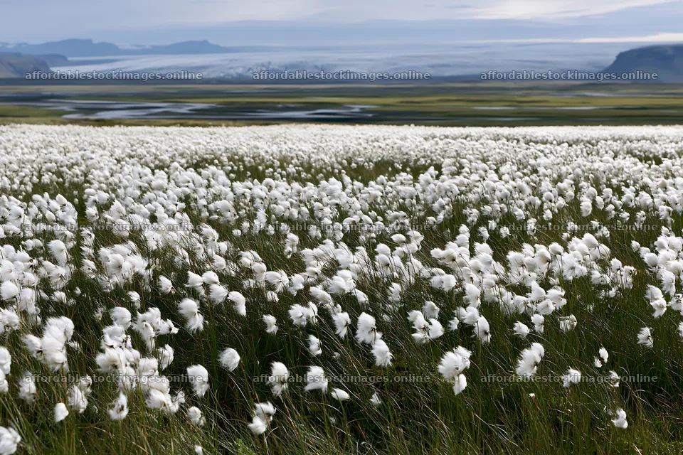Cottongrass meadow glow with mountains in the background – stock images 9722x6480