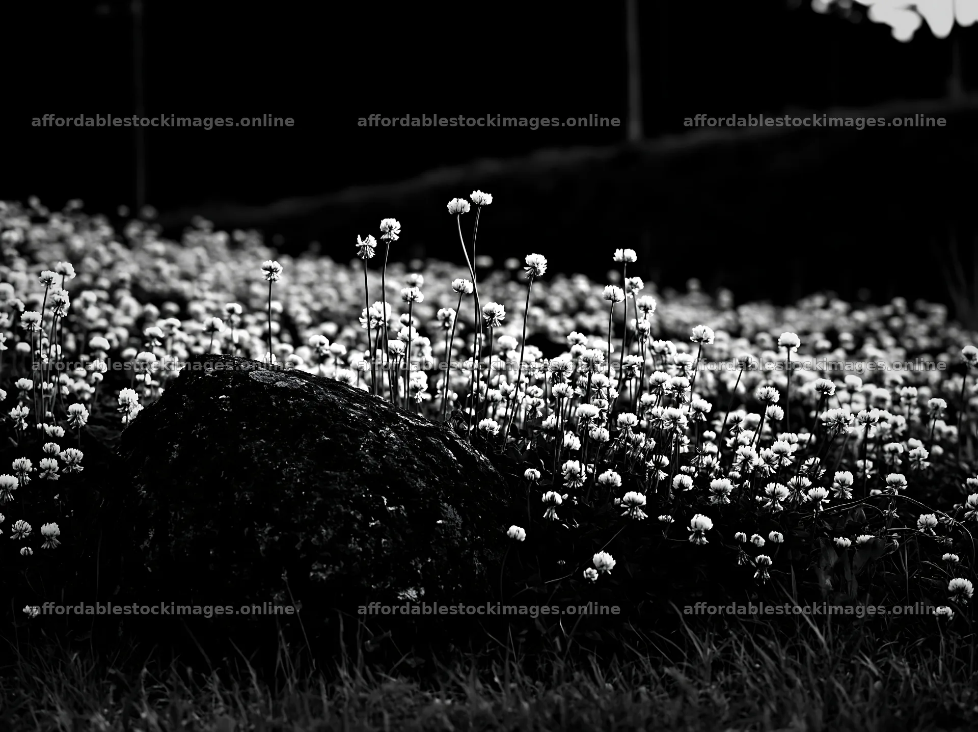 Miyagi spring meadow with mossy stone and white flowers – stock images 9174x6866