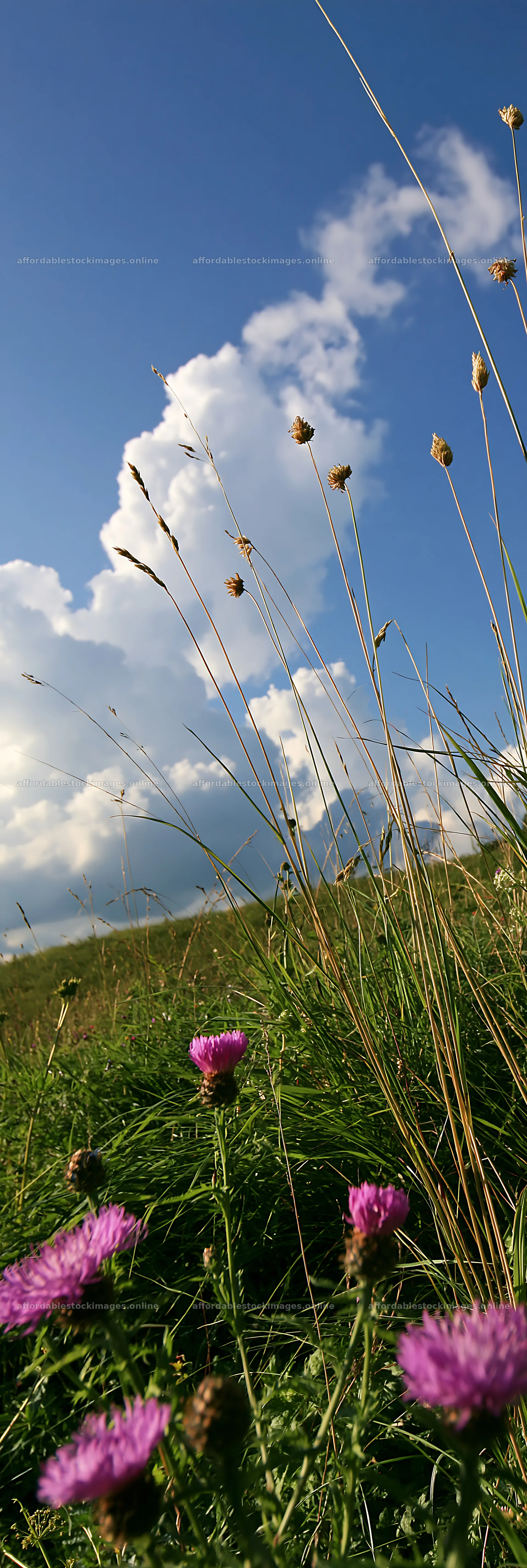 Meadow with knapweed under a blue sky with clouds – stock images 4602x13690