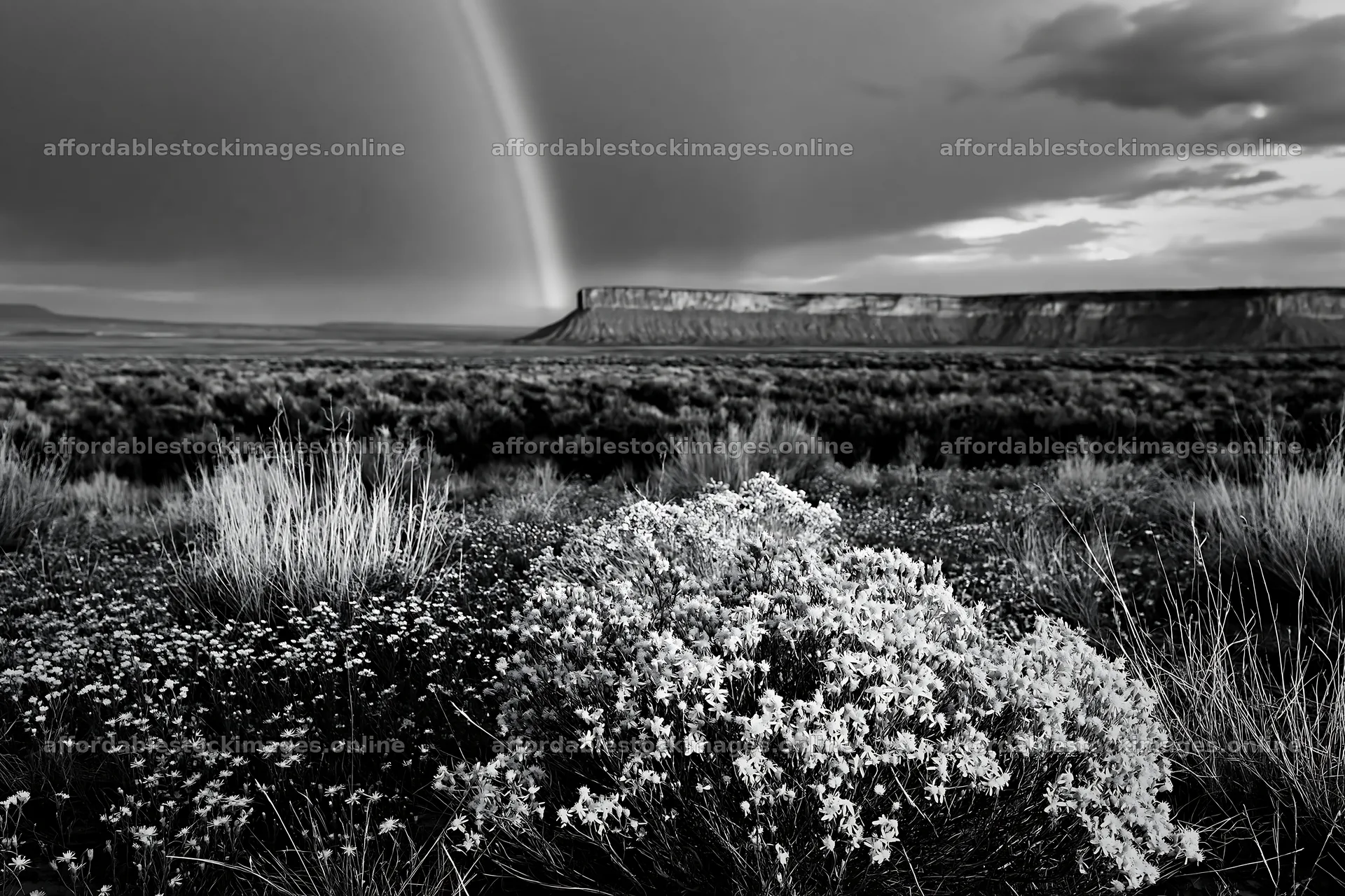 Sagebrush meadow light with flowers and rainbow in the sky – stock images 9722x6480