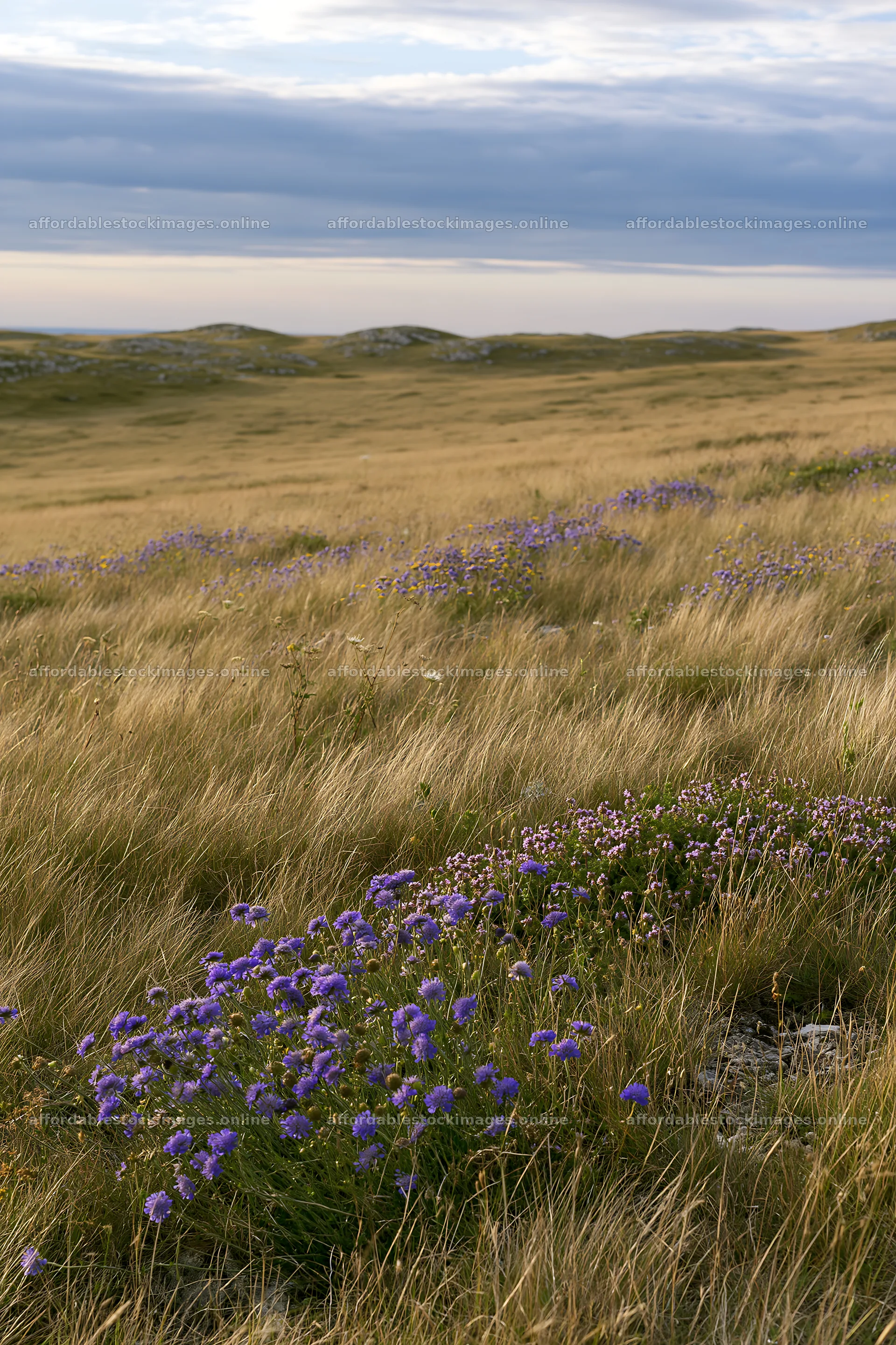 Cloudy wild thyme meadow with purple flowers in the grass – stock images 6480x9722