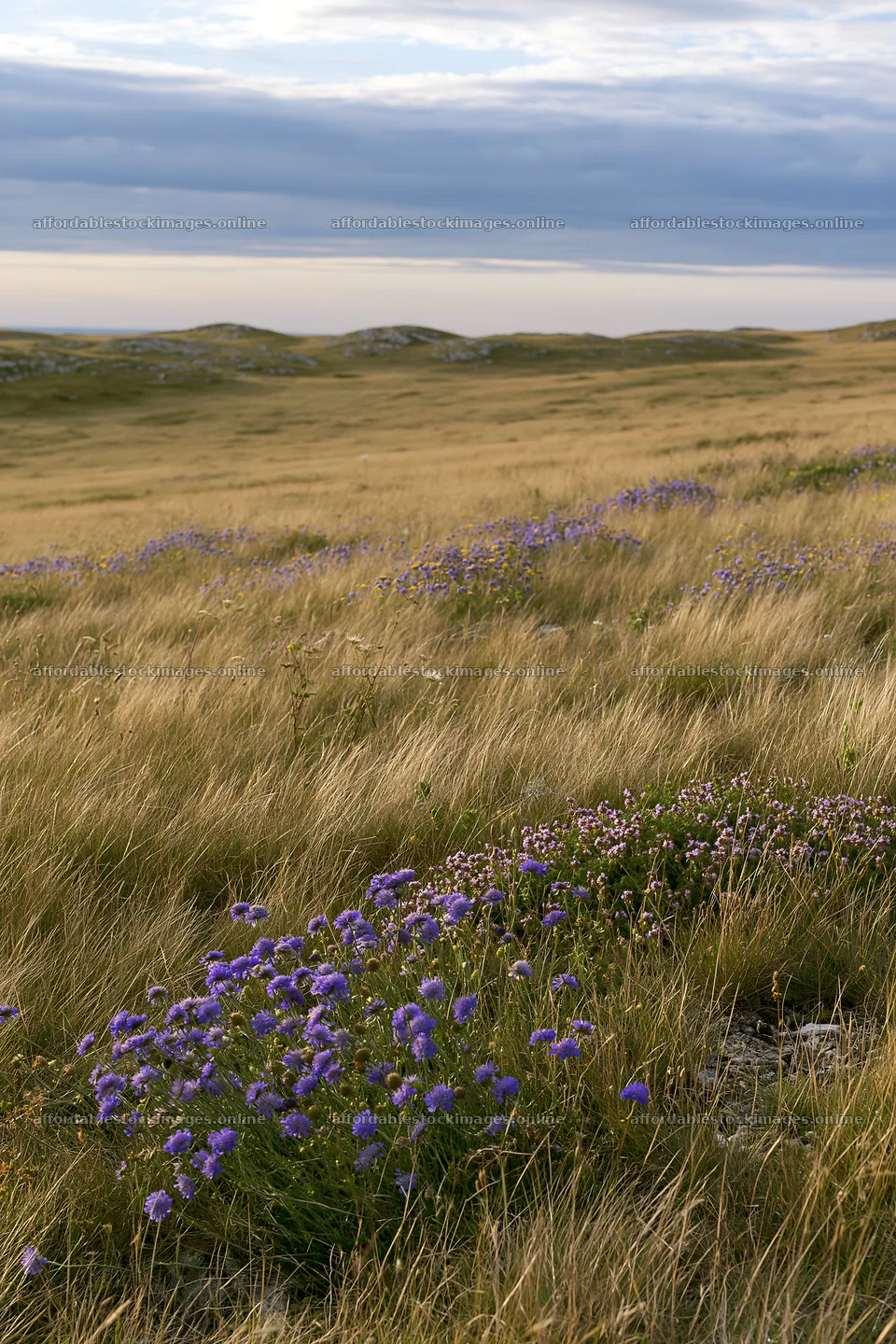 Cloudy wild thyme meadow with purple flowers in the grass – stock images 6480x9722