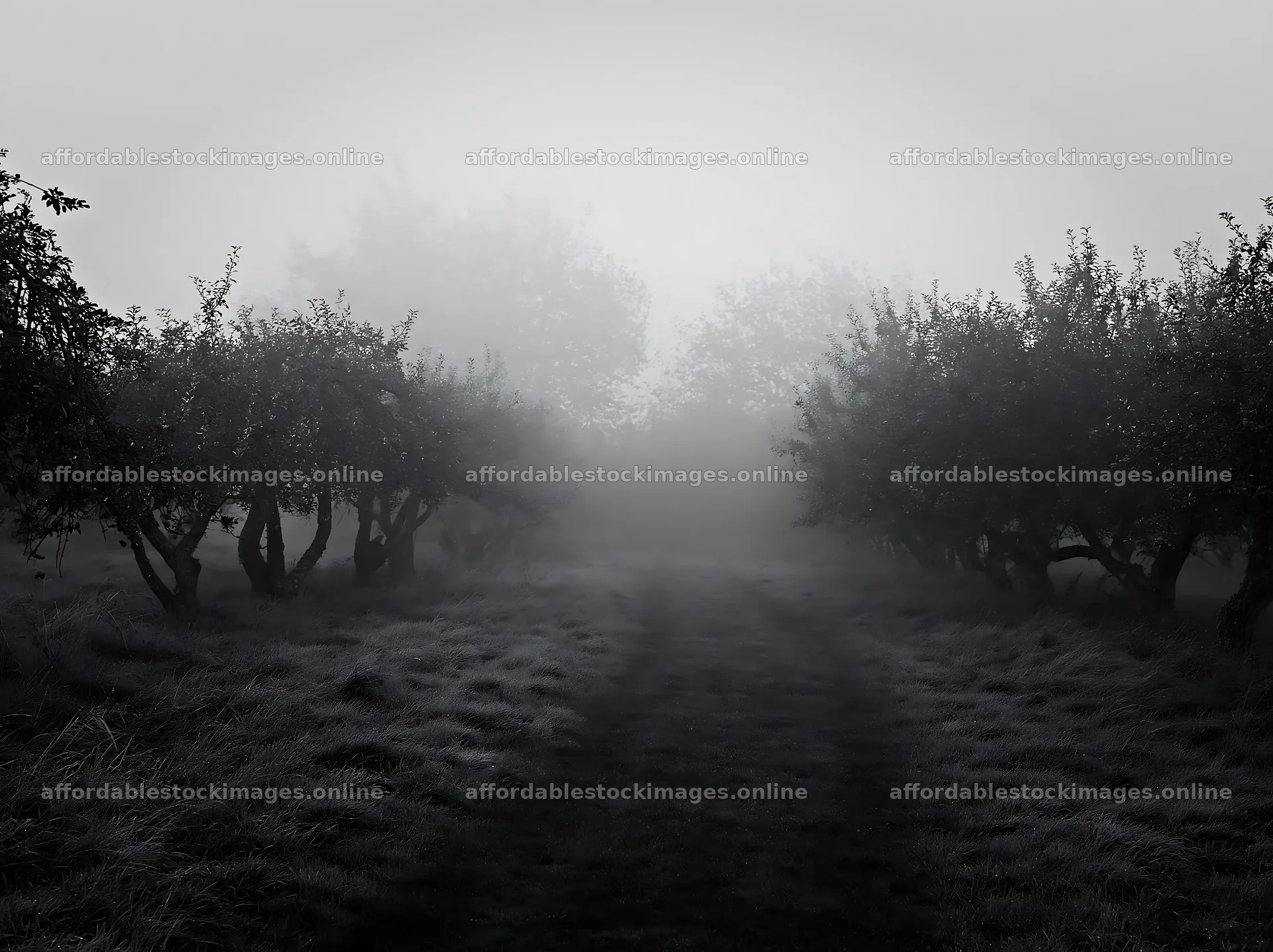 Foggy orchard meadow with trees in low visibility conditions – stock images 9174x6866
