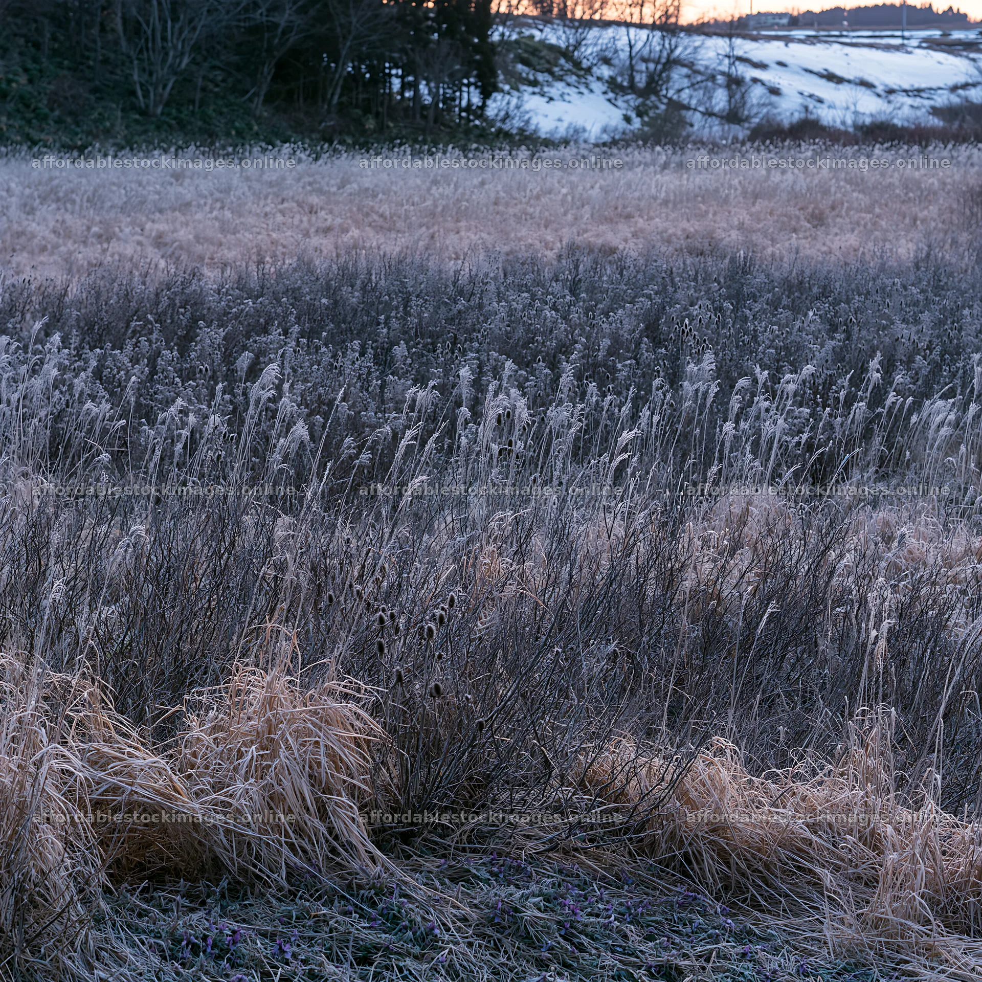 Akita snowmelt meadow with silver grasses in winter light – stock images 7938x7938
