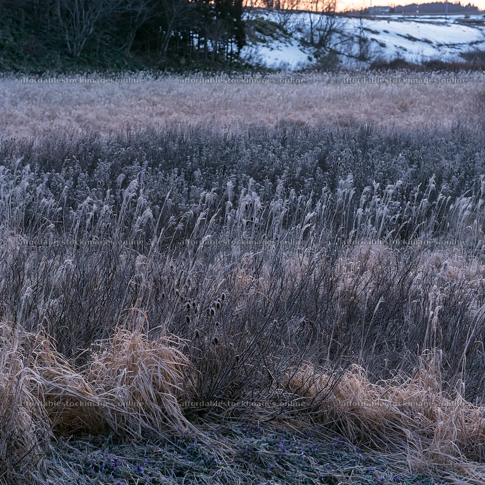 Akita snowmelt meadow with silver grasses in winter light – stock images 7938x7938