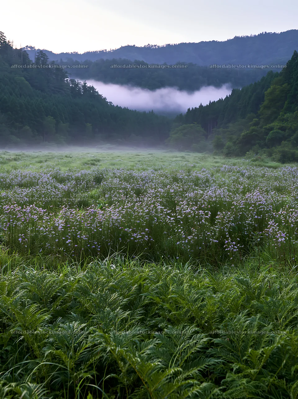 Tokushima mountain meadow with fern fronds in foreground – stock images 6866x9174