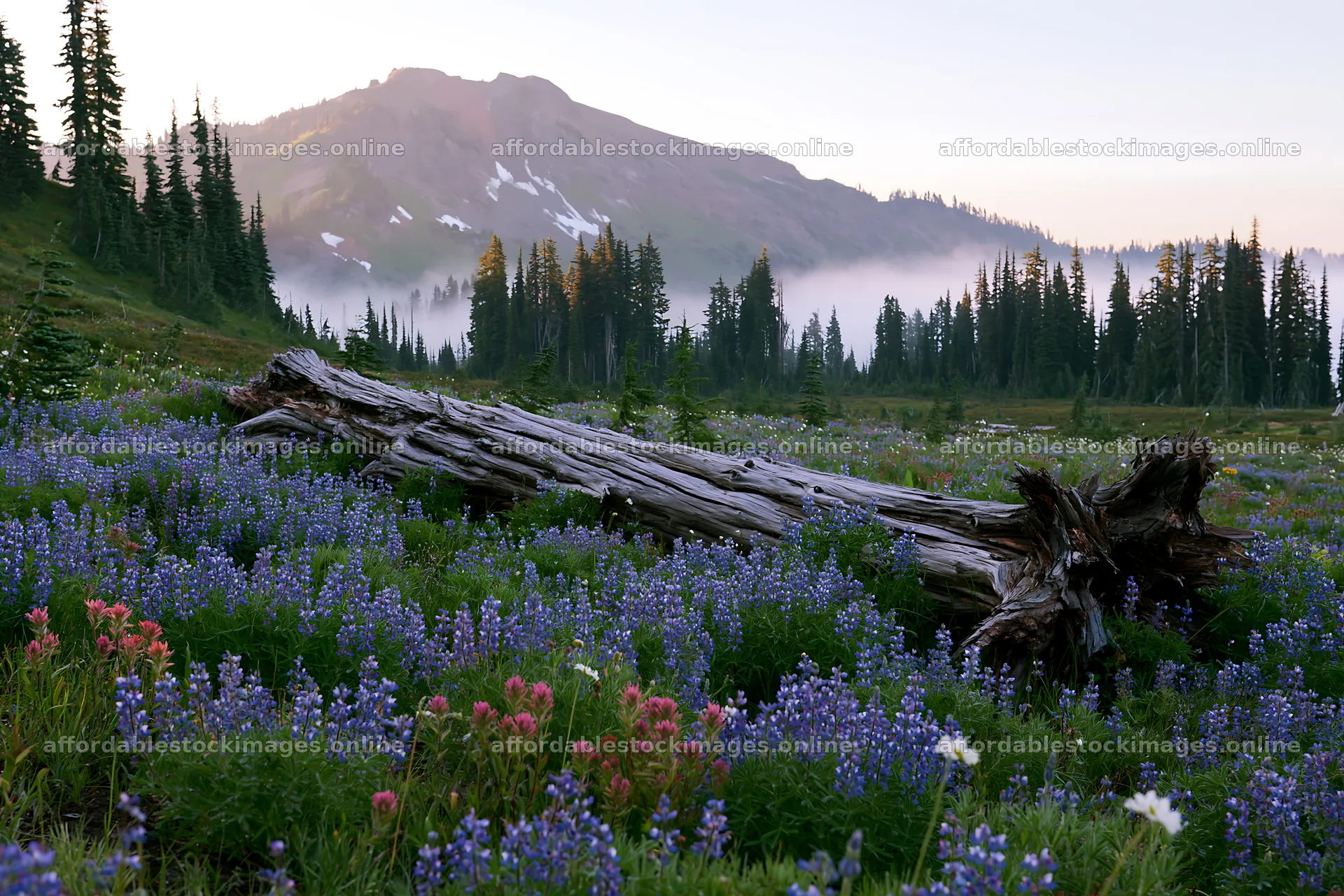 Weathered log in a meadow with wildflowers and mountains – stock images 9722x6480