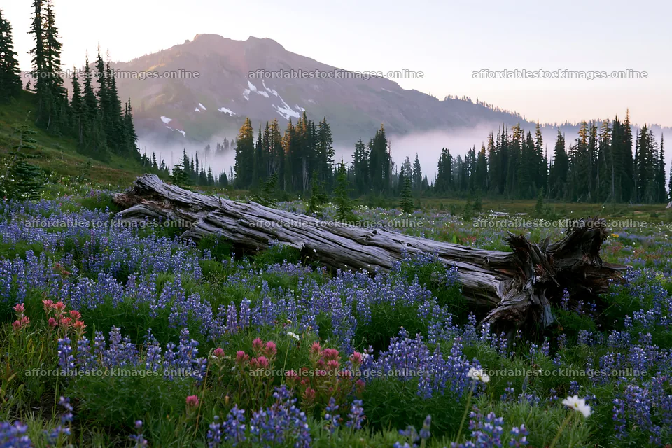 Weathered log in a meadow with wildflowers and mountains – stock images 9722x6480