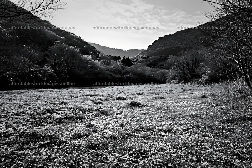 Fukuoka spring meadow fallen blossom foreground – stock images 9722x6480