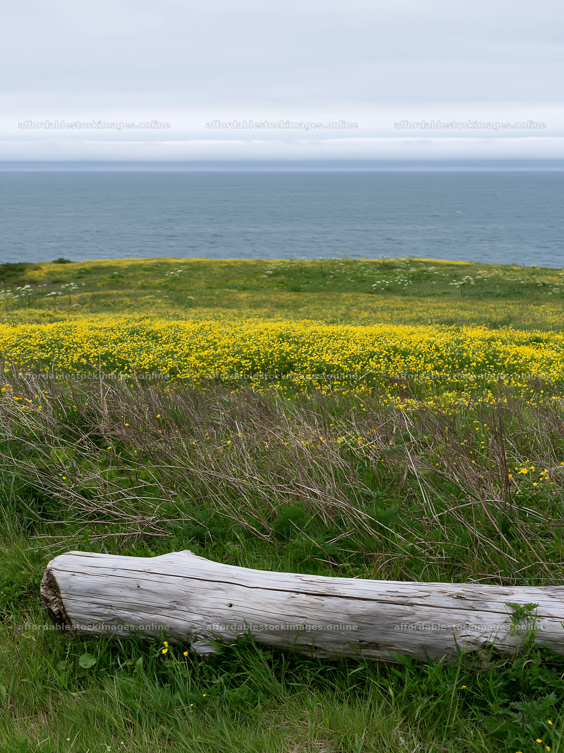 Chiba coastal climate meadow with driftwood on the shore – stock images 6866x9174