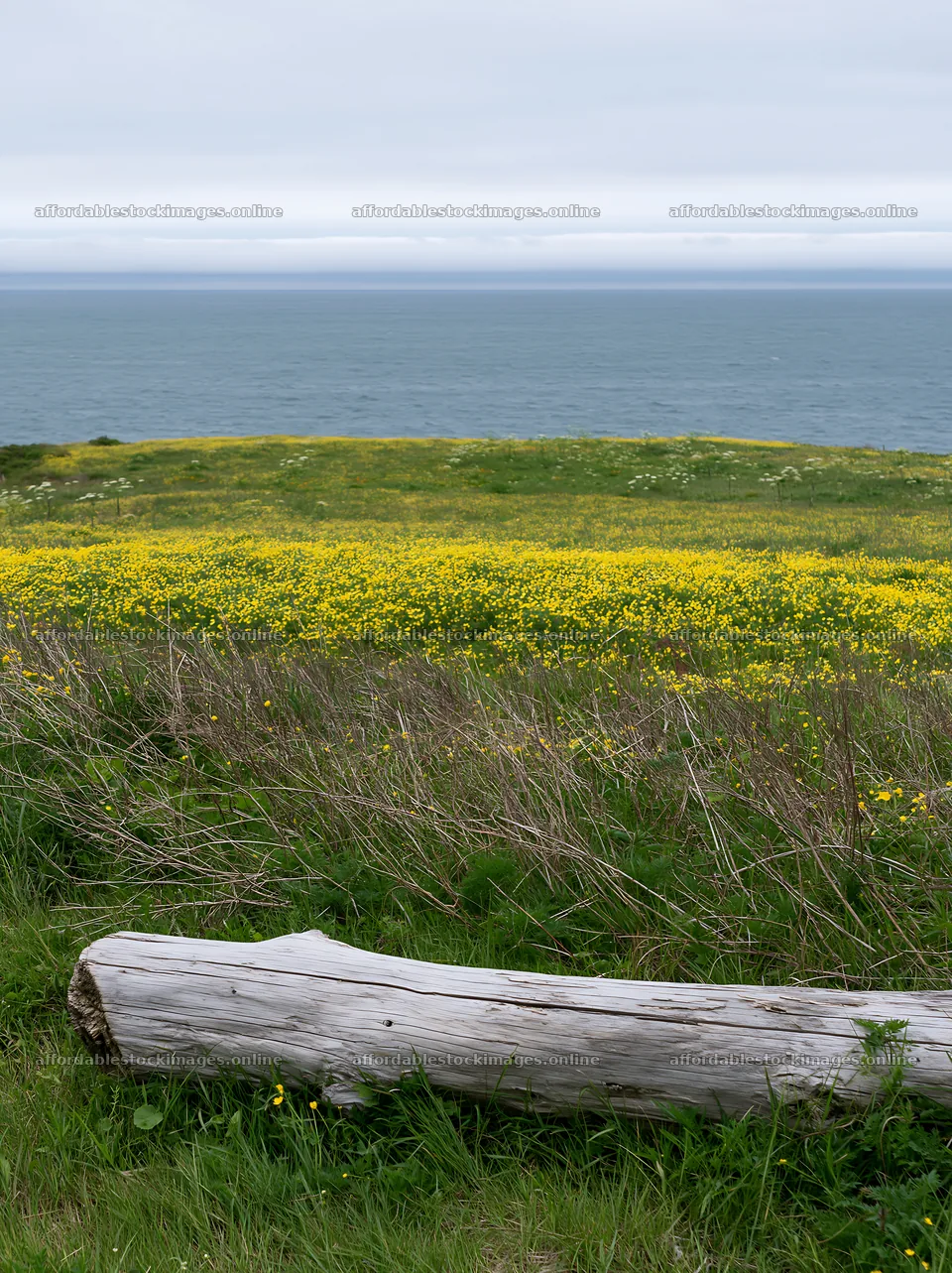 Chiba coastal climate meadow with driftwood on the shore – stock images 6866x9174