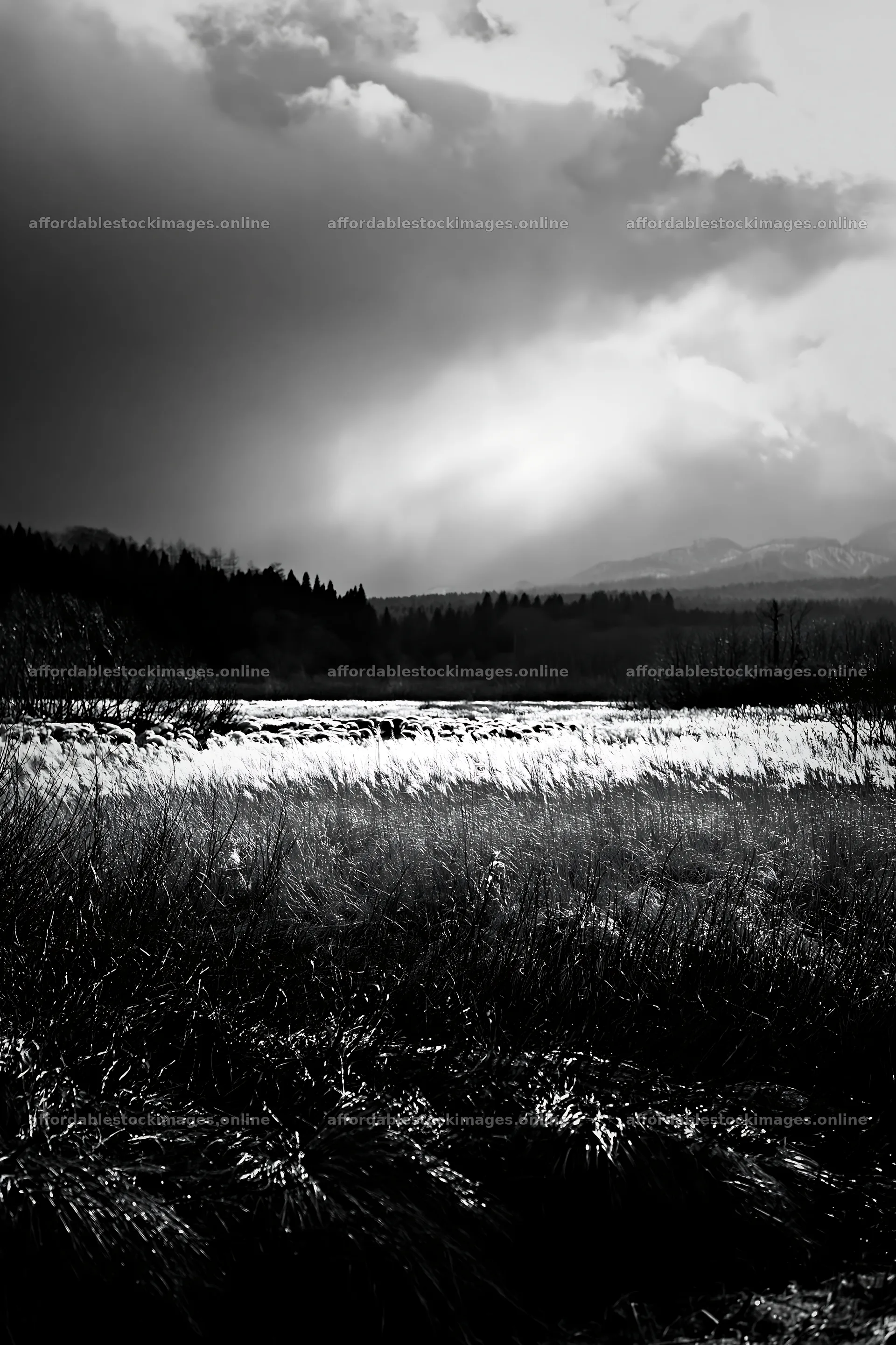Akita snowmelt meadow with silver grasses under cloudy sky – stock images 6480x9722