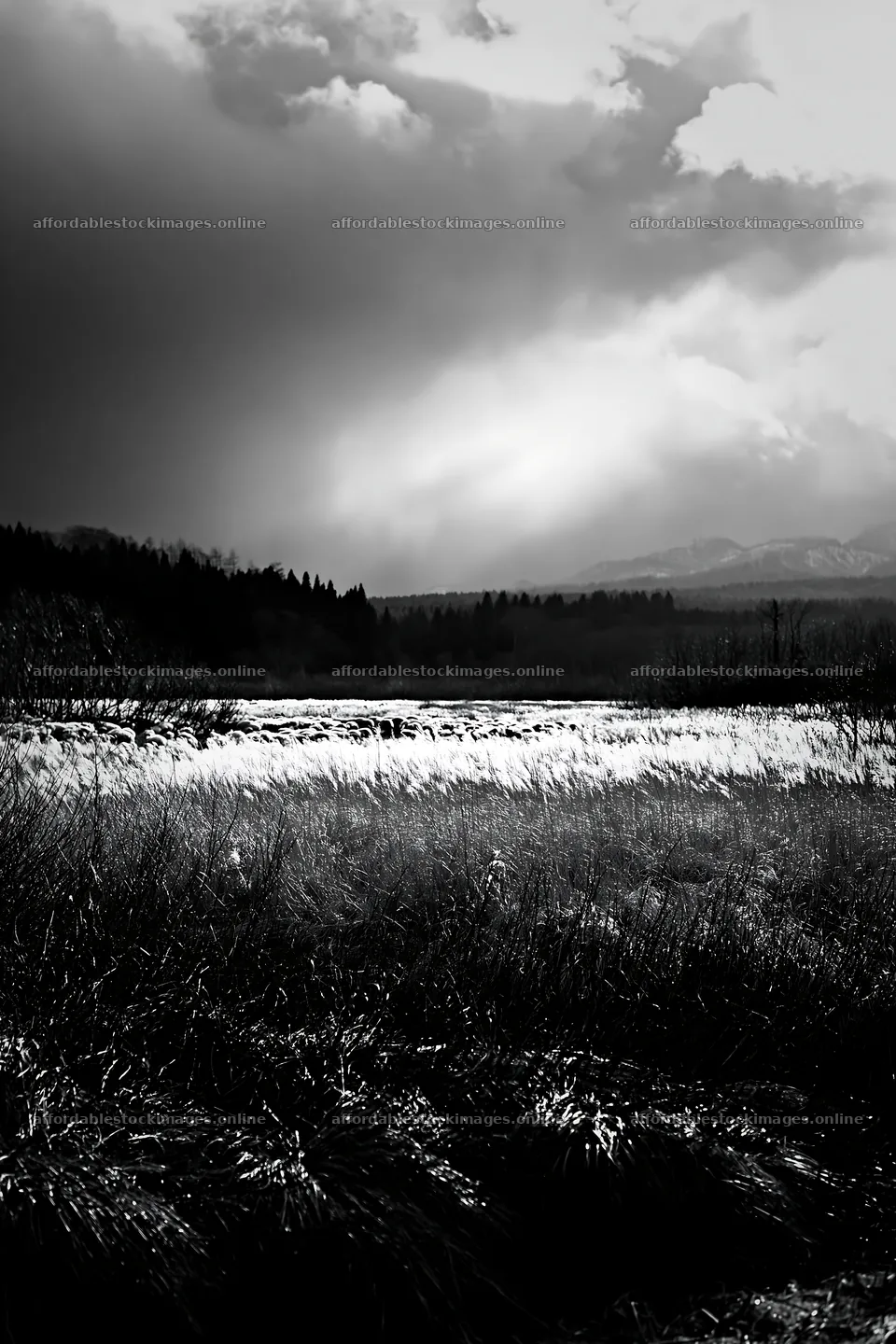 Akita snowmelt meadow with silver grasses under cloudy sky – stock images 6480x9722