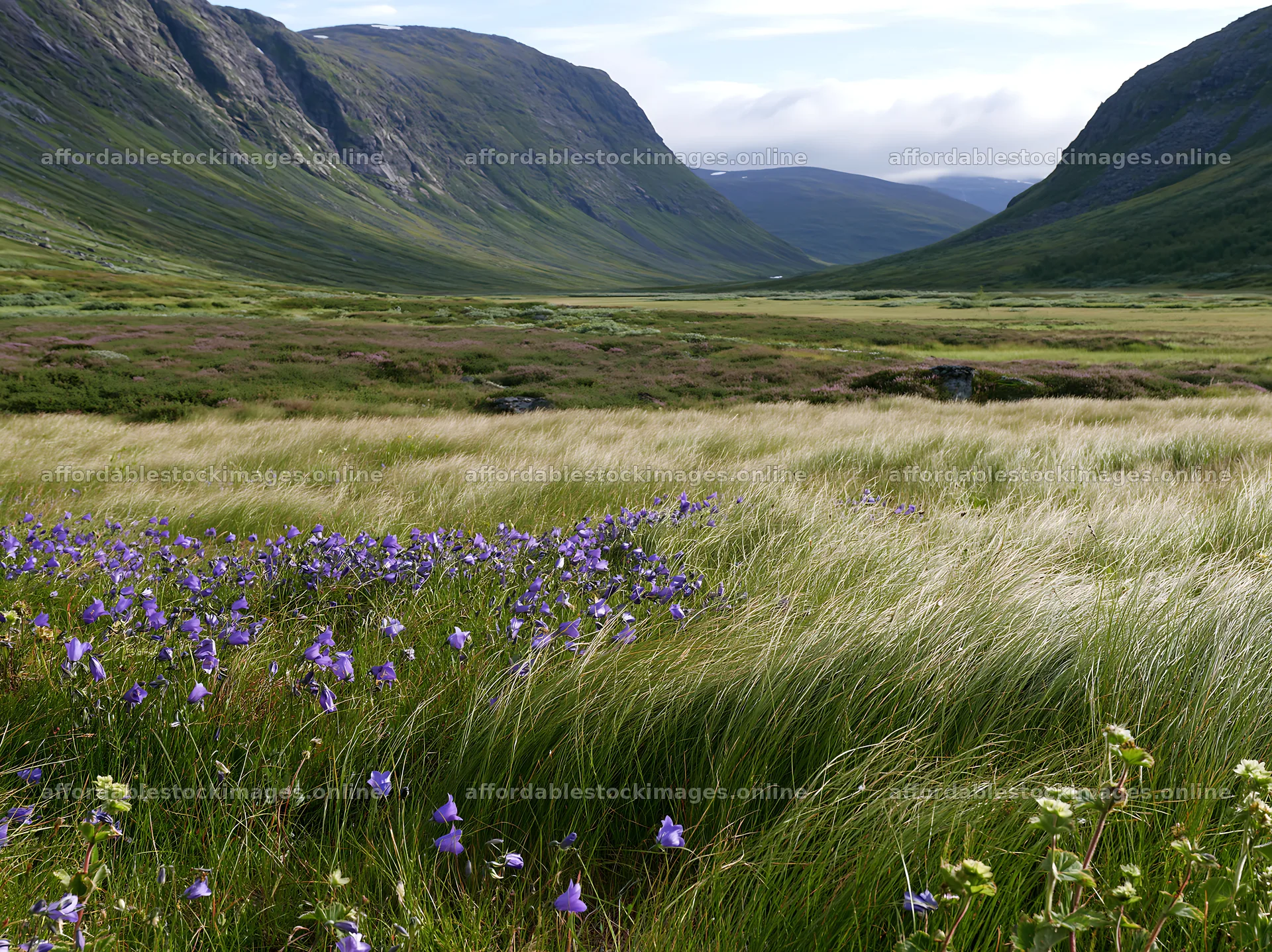 Climate-resilient meadow with flowers in a valley landscape – stock images 9174x6866