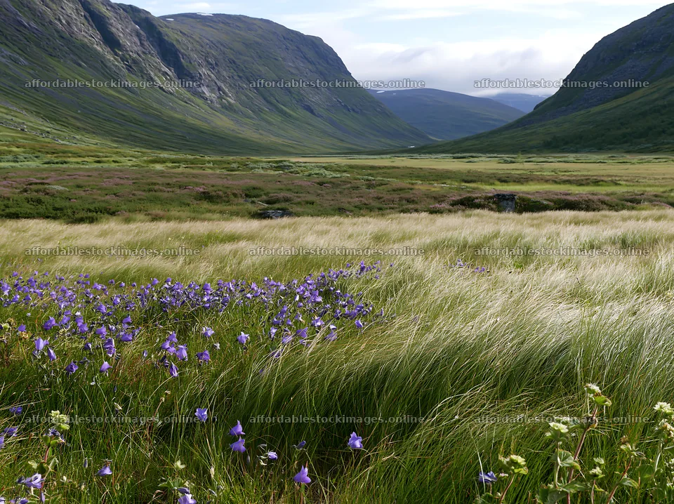 Climate-resilient meadow with flowers in a valley landscape – stock images 9174x6866