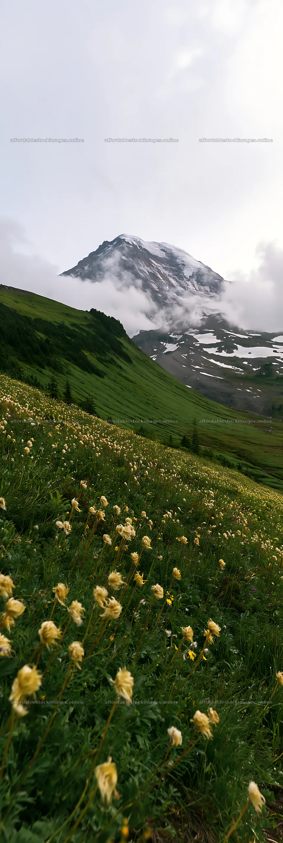 Meadow with seedheads and mountain in the background – stock images 4602x13690