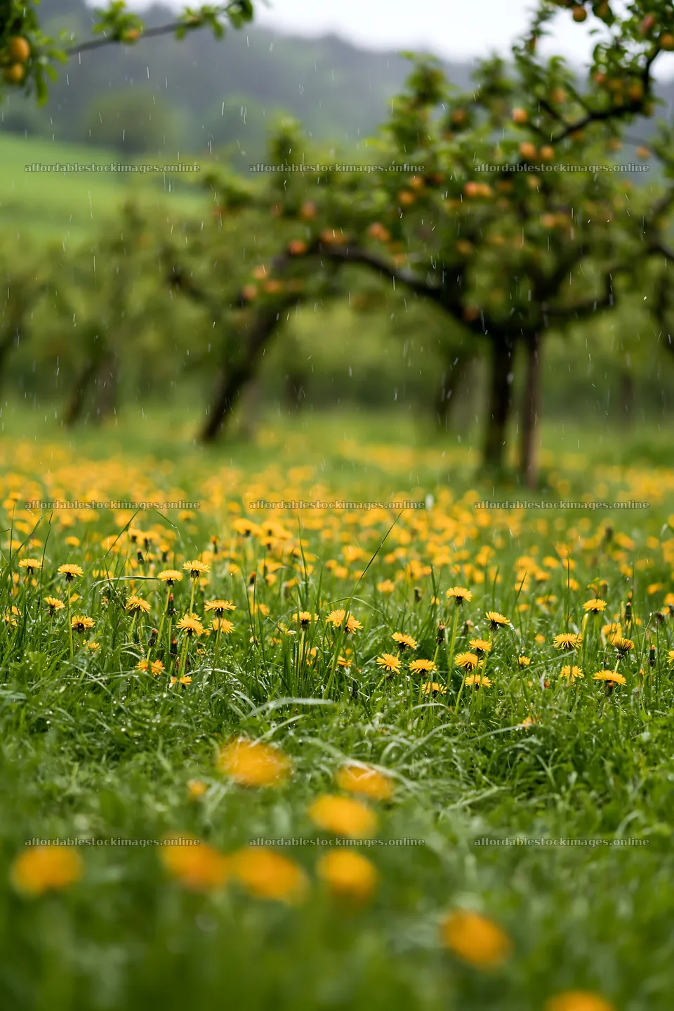 Dandelions blooming in an orchard meadow during light rain – stock images 6480x9722